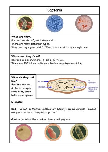 Types of microbes | Teaching Resources