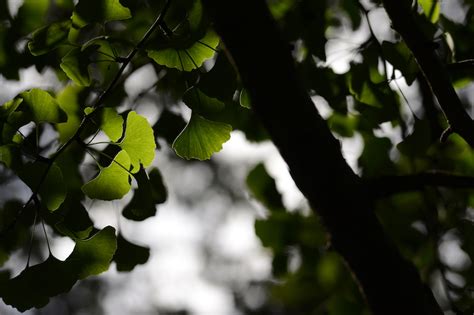 9 Juni 2024 VOLLE BLÜTE im Botanischen Garten Wien Kunst und Literatur