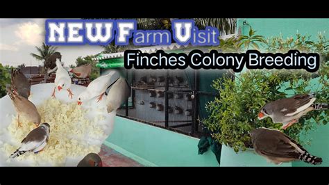 New Finches Farm Visit 30 Pairs Colony Breeding Finches Tamil