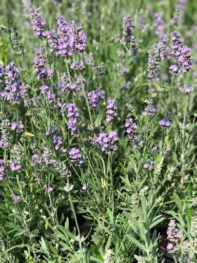 Lawenda wąskolistna Hidcote blue Gęste i duże sadzonki Cena