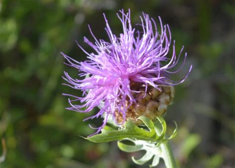 Leuzea