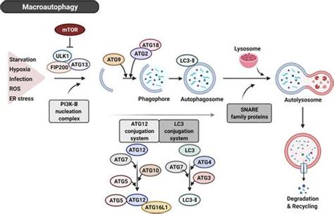 Journal Of Cellular Physiology X Mol