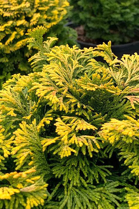 Buy Verdoni Golden Dwarf Hinoki Cypress Single Trunk Topiary Tree