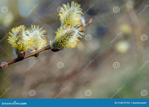 Flowering Pussy Willow Branches In Early Spring Stock Photo Image Of