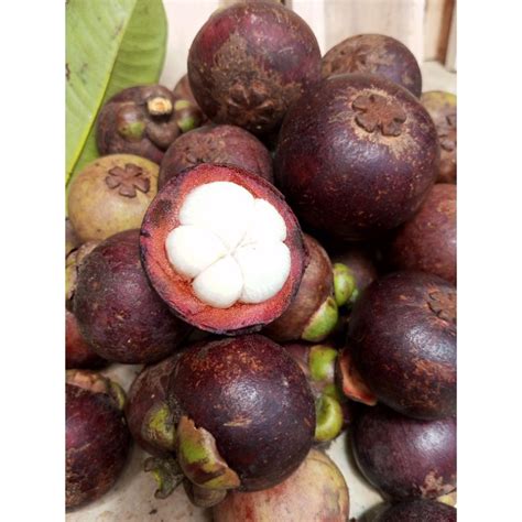 Jual Buah Manggis Segar Kg Langsung Ambil Dari Pohon Shopee Indonesia