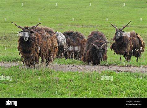 Racka Sheep Small Group Of Ancient And Endangered Breed Hungary May