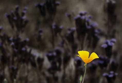 Wallpaper Depth Of Field Yellow Flowers Flower Flora Wildflower