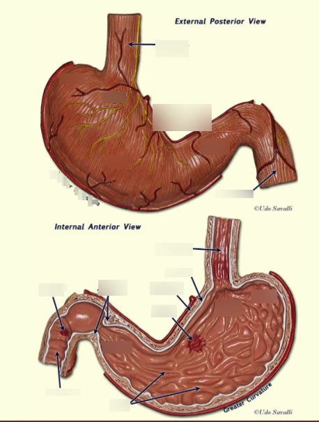 A P Lab Digestive Monogastric Ruminant Stomach Week Diagram