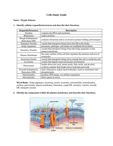 Cells Study Guide Bio Unit Cells Study Guide Name Elyjah