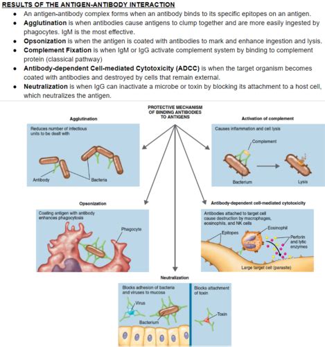 Microbiology Ch 17 Flashcards Quizlet