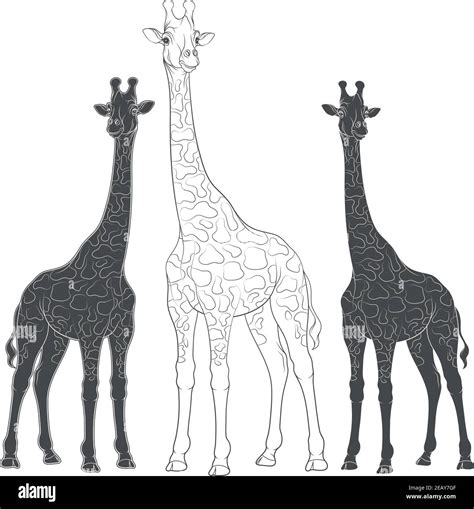 Illustrationen Giraffen Stock Vektorgrafiken Kaufen Alamy