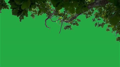 Tree Green Screen Effect Youtube