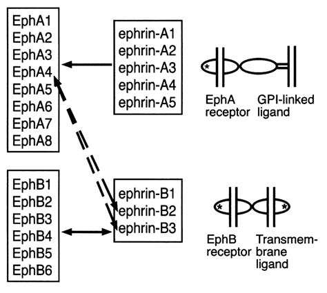 Eph Interactions Receptors Of The EphA Class Are Activated By Ligands