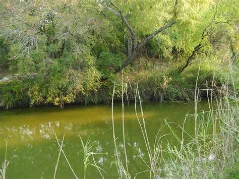 Moody Creek River Walk Prehistoric Bird Watch Anhinga Nature