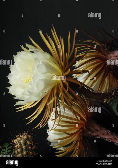 Queen Of The Night Selenicereus Grandiflorus Stock Photo Alamy