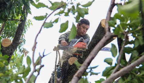 Alcaldía realiza poda de árboles en la capital para prevenir caída de