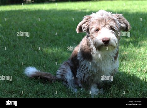 Furry Light Brown Dog Hi Res Stock Photography And Images Alamy