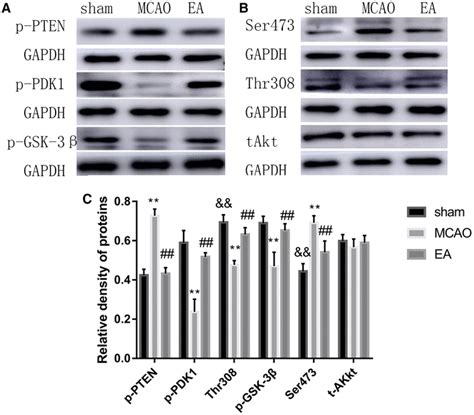 Effect of EA on the PTEN pathway. a The levels of p-PTEN, p-PDK1 ...