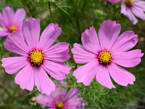 Cosmos Bipinnatus Cosmos Des Jardins