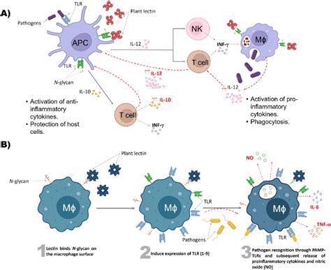 Plant Lectin Immunomodulatory Effect A The Binding Of Lectin To The