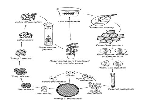 Protoplast Culture Ppt