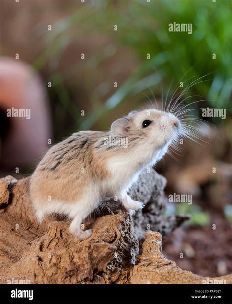 Hamster Roborovski Phodopus Roborovskii Des Profils Sur Une Racine