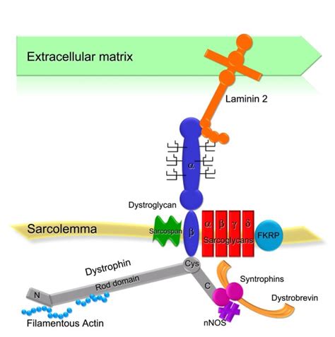 The Dystrophin Glycoprotein Complex Dgc Schematic Representation Of