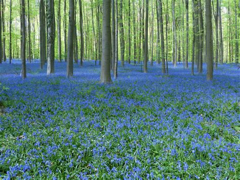 ブルーベルの花言葉季節西洋英語の花言葉 e恋愛名言集