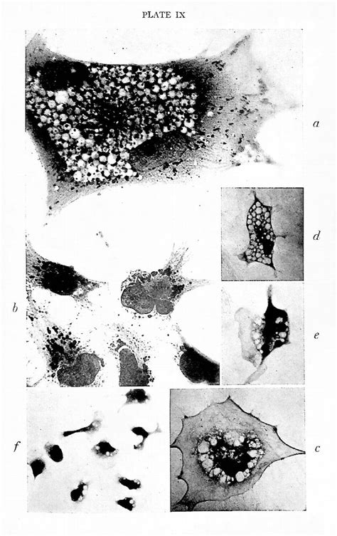 General Cytology A Textbook Of Cellular Structure And Function For