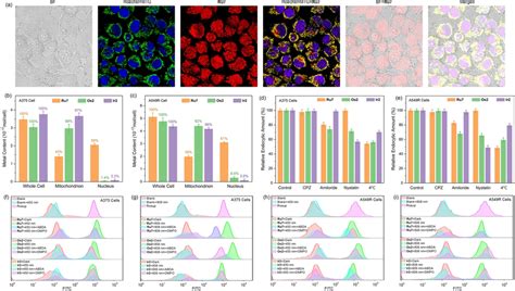 Cellular Localization Uptake Endocytic Pathway And Intracellular