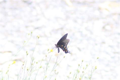 Pipevine Swallowtail From Cuencam Dgo M Xico On July At