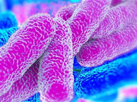 Qué es y cómo se transmite la legionella la bacteria que habría