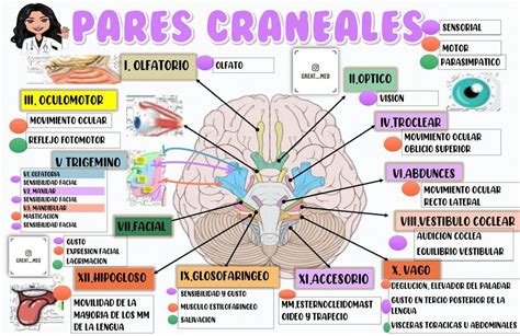 Pares Craneales Cuadro