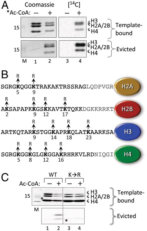 Nucleosome Eviction And Activated Transcription Require P300