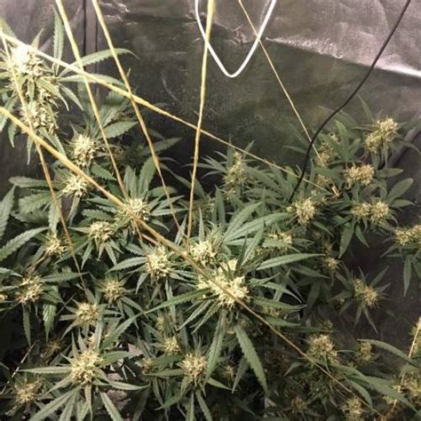 Silver Haze Northern Lights 5 X Haze Grow Diary Journal Week23 By