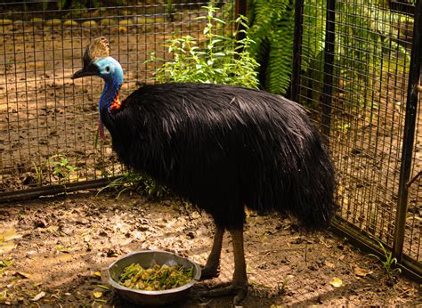 Inilah Fakta Fakta Unik Burung Paling Berbahaya Di Dunia Mongabay Co Id