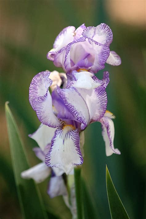 Purple Striped Bearded Iris 2 Photograph By Sheila Brown Fine Art America