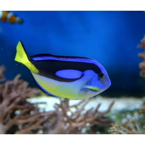 Yellow Belly Regal Tang