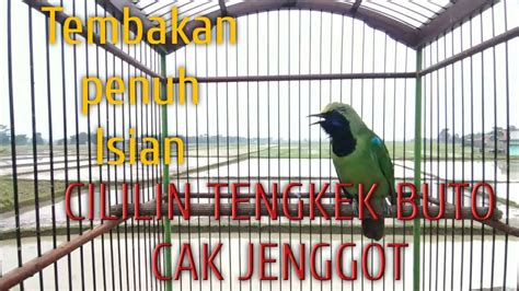 Burung Cak Ijo Medan Gacor Full Isian Cililin Tengkek Buto Cak