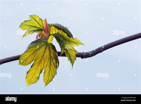 Sycamore Acer Pseudoplatanus Leaves And Leaf Buds Stock Photo Alamy