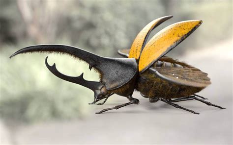 Hercules Beetle 3d Model By 3dstudio