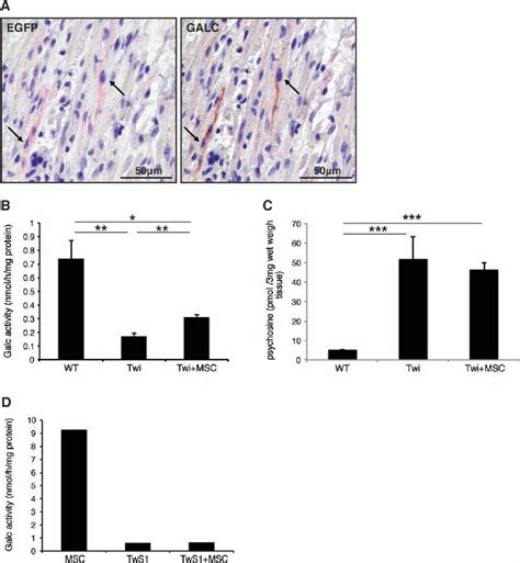 Table 1 From Primary Bone Marrow Mesenchymal Stromal Cells Rescue The