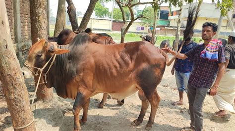 আজ ৭ জুন ২৩ পরপর ৩টি হাট ঘুরে অবশেষে হাটসেরা বড় বড় সাইজের শাহিওয়াল