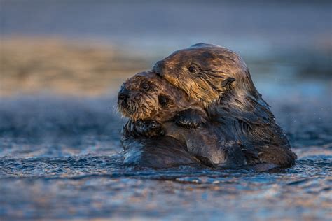 More Sea Otter Babies | Sean Crane Photography