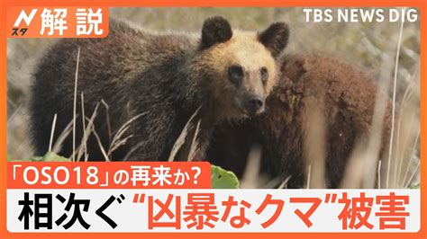 「oso18」再来？ 牛4頭を襲撃か、各地で「クマ」目撃相次ぐ、駆除をめぐり新たな問題も 猟友会が出動要請を辞退【nスタ解説】｜tbs