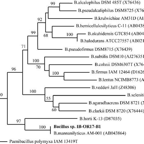 Phylogenetic Tree Showing The Relationships Of Bacillus Sp IB OR17 And