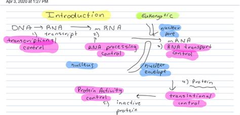 Control Of Gene Expression Cell Bio Flashcards Quizlet