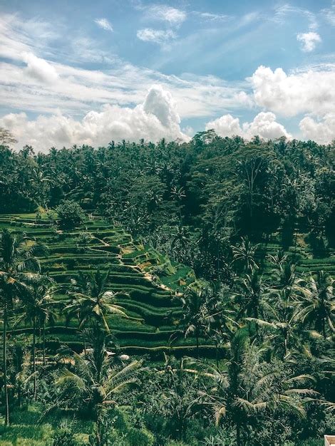 Premium Photo Plants Growing On Field Against Sky