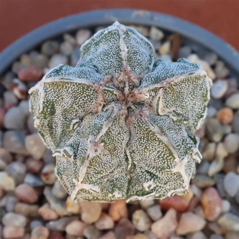 Astrophytum Myriostigma Cv Hakujo Fukuryu Plantasxerofitas