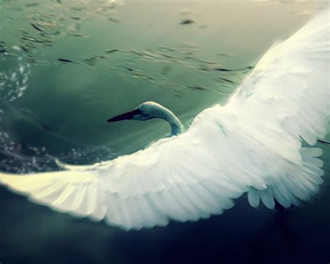 Wallpaper White swan flying, wings, lake 2560x1600 HD Picture, Image